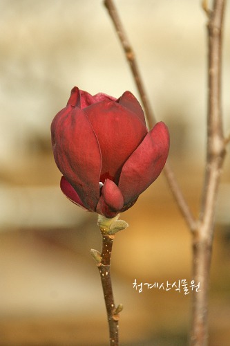 [청계산식물원] 꽃대 목련제니 A01 (높이 100cm) / 사진촬영 2024년 2월 27일