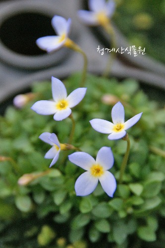 [청계산식물원] 꽃대 애기별꽃 / 사진촬영 2024년 2월 24일