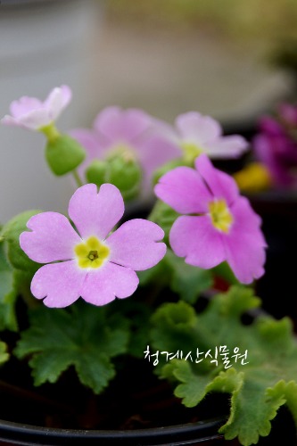 [청계산식물원] 꽃대 분홍가고소앵초 / 사진촬영 2024년 2월 4일