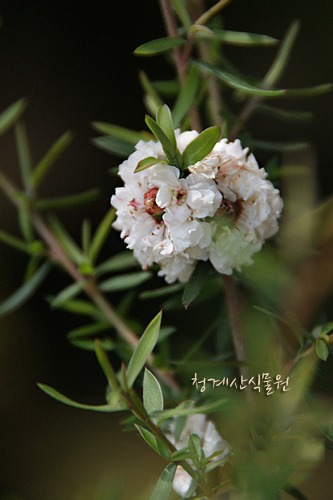 [청계산식물원] 꽃대 흰겹호주매화 (중품) / 사진촬영 2024년 2월 16일