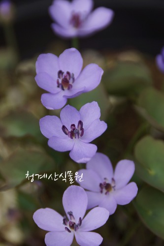[청계산식물원] 꽃대 토종 깽깽이풀 (특대품 화분지름 20cm) / 사진촬영 2024년 2월 28일