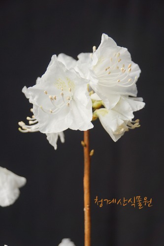 [청계산식물원]  꽃대 흰진달래 05 (높이 45cm) / 사진촬영 2024년 3월 1일