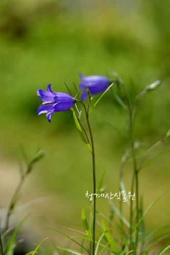 [청계산식물원] 꽃대 묵은둥이 실잔대 / 사진촬영 2024년 3월 23일