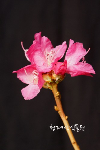 [청계산식물원] 꽃대 홍화진달래 013 (높이 40cm) / 사진촬영 2024년 3월 8일