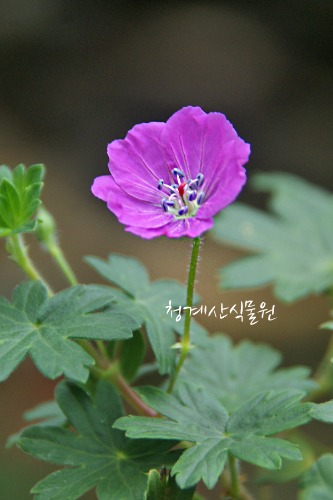 [청계산식물원] 꽃대 묵은둥이 애기쥐손이 / 사진촬영 2024년 3월 9일