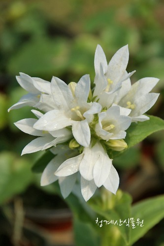 [청계산식물원]  꽃대 흰꽃방망이 / 사진촬영 2024년 3월 23일