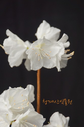 [청계산식물원]  꽃대 흰진달래 04 (높이 45cm) / 사진촬영 2024년 3월 1일