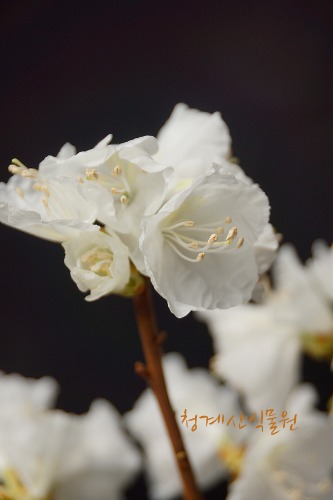 [청계산식물원]  꽃대 흰진달래 03 (높이 45cm) / 사진촬영 2024년 3월 1일