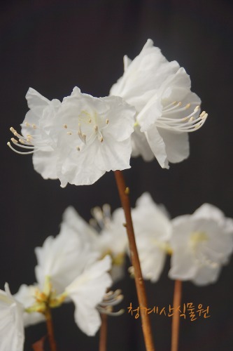 [청계산식물원]  꽃대 흰진달래 06 (높이 45cm) / 사진촬영 2024년 3월 1일