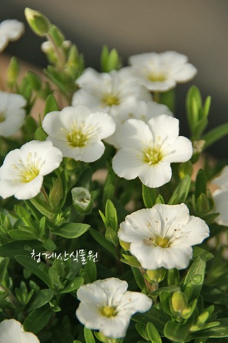 [청계산식물원] 꽃대 남도자리 / 사진촬영 2024년 3월 9일