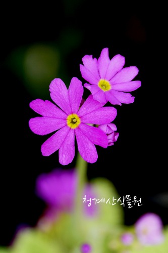 [청계산식물원] 꽃대 묵은둥이 돌앵초 / 사진촬영 2024년 3월 16일