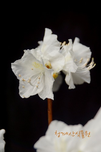 [청계산식물원]  꽃대 흰진달래 02 (높이 45cm) / 사진촬영 2024년 3월 1일