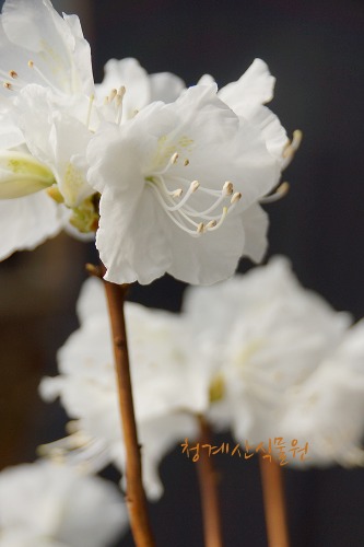 [청계산식물원]  꽃대 흰진달래 07 (높이 45cm) / 사진촬영 2024년 3월 1일
