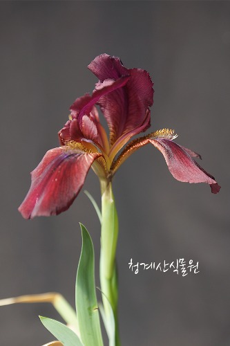 [청계산식물원] 꽃대 묵은둥이 미니독일붓꽃 / 사진촬영 2024년 3월 31일