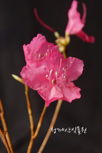 [청계산식물원] 꽃대 홍화진달래 012 (높이 35cm) / 사진촬영 2024년 3월 8일