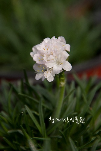 [청계산식물원] 꽃대 흰아르메니아 / 사진촬영 2024년 3월 9일