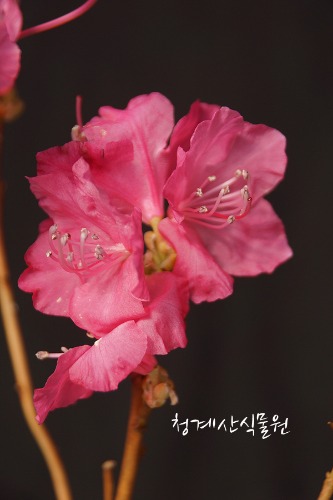 [청계산식물원] 꽃대 홍화진달래 015 (높이 37cm) / 사진촬영 2024년 3월 8일