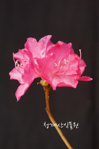 [청계산식물원] 꽃대 홍화진달래 014 (높이 35cm) / 사진촬영 2024년 3월 8일