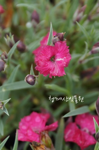 [청계산식물원]  꽃대 사계패랭이 / 사진촬영 2024년 3월 12일