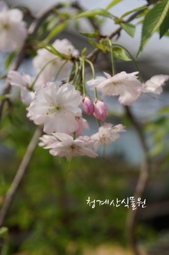 꽃대 수양벚나무 S03 (높이 95cm) / 사진촬영 2024년 4월 9일