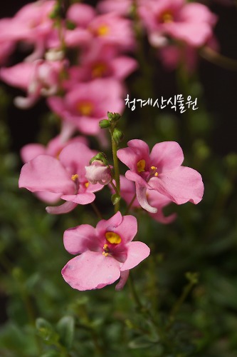 [청계산식물원]  꽃대 분홍다이시아 / 사진촬영 2024년 3월 2일
