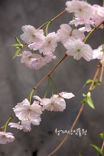 꽃대 수양벚나무 S04 (높이 100cm) / 사진촬영 2024년 4월 9일