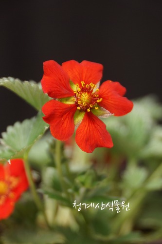 [청계산식물원]  알프스 빨간양지꽃 / 사진촬영 2024년 3월 23일