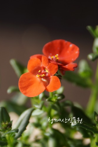 꽃대 주홍 다이시아 / 사진촬영 2024년 4월 6일