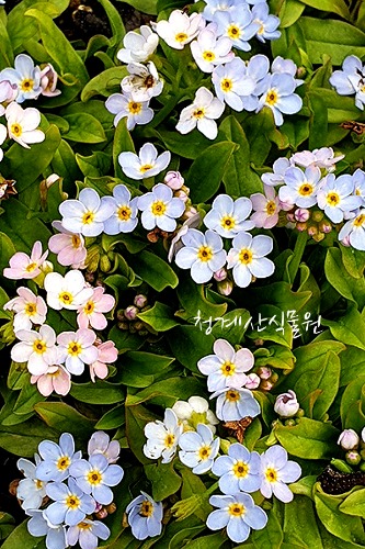 꽃대 애기물망초 / 사진촬영 2024년 4월 4일