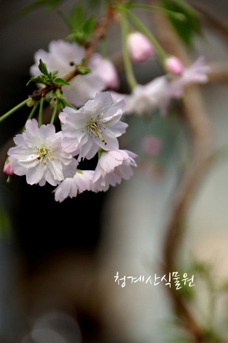 [청계산식물원]  수양벚나무 M01 (높이 100cm) / 사진촬영 2024년 2월 27일